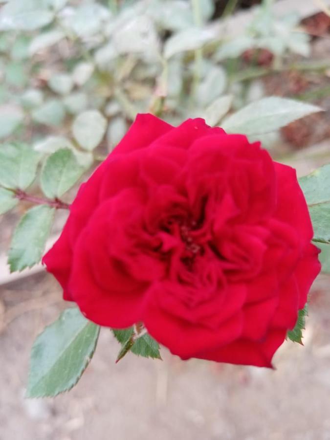 Nuevo Imperial La Vina De Oscarゲストハウス エクステリア 写真