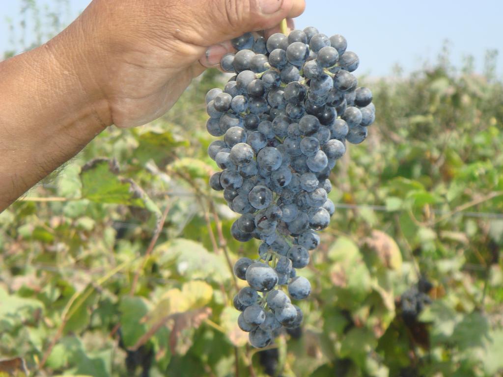 Nuevo Imperial La Vina De Oscarゲストハウス エクステリア 写真