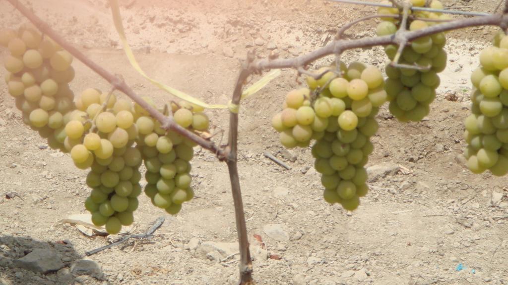 Nuevo Imperial La Vina De Oscarゲストハウス エクステリア 写真