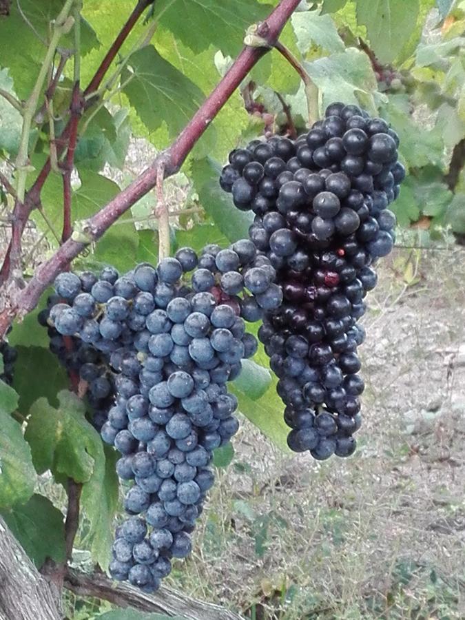 Nuevo Imperial La Vina De Oscarゲストハウス エクステリア 写真